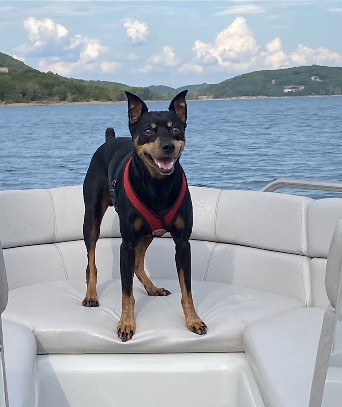 Matt's dog on the lake